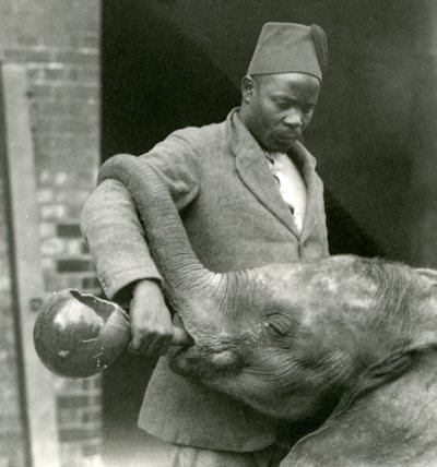 Giovane elefante africano Kiberenge che beve con Darisha mentre Syed Ali osserva sullo sfondo, Zoo di Londra, settembre 1923 da Frederick William Bond